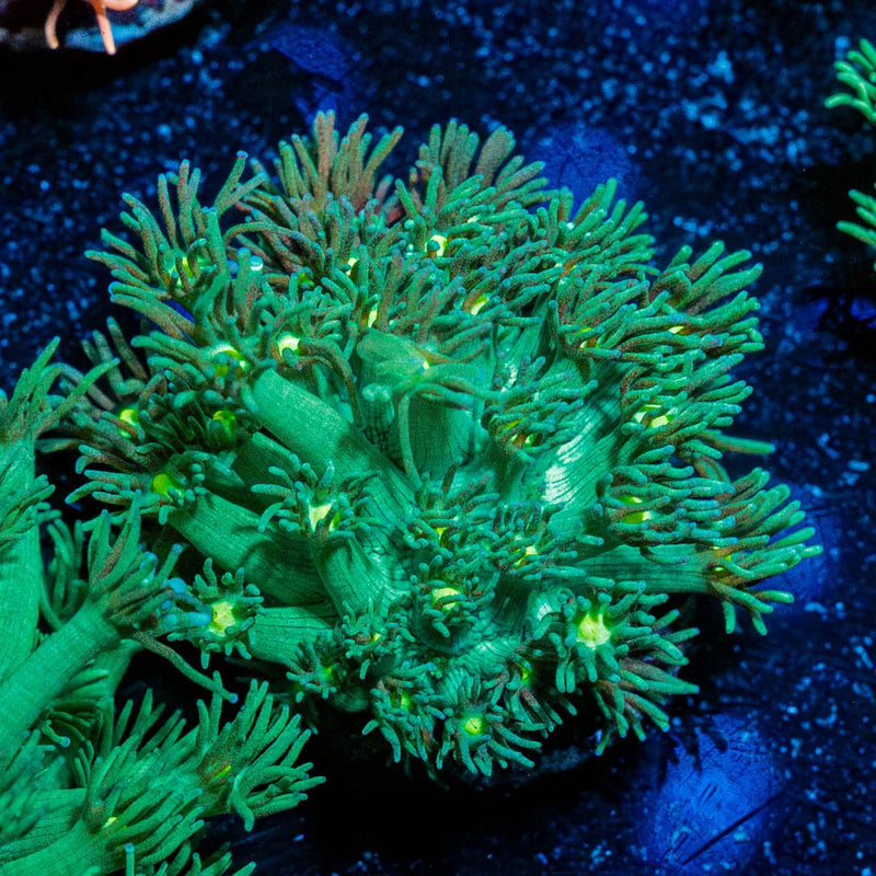 Swamp Thing Goniopora