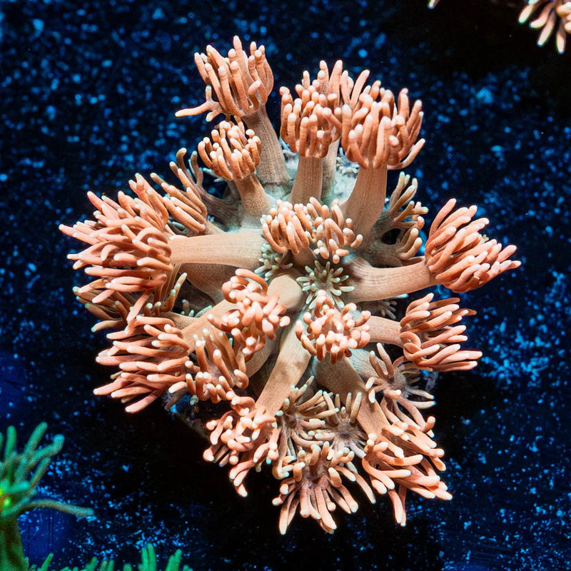Hunch Punch Goniopora