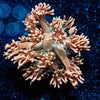Hunch Punch Goniopora - riptide aquaculture llc