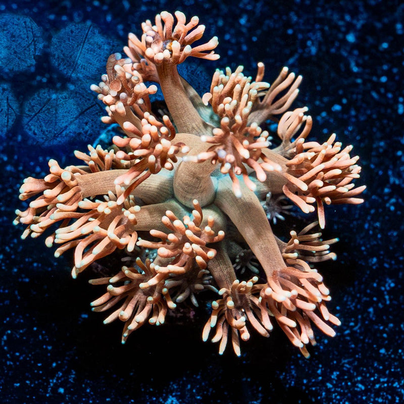 Hunch Punch Goniopora