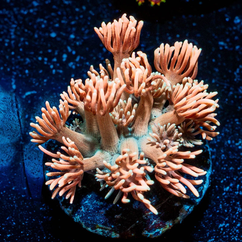 Hunch Punch Goniopora