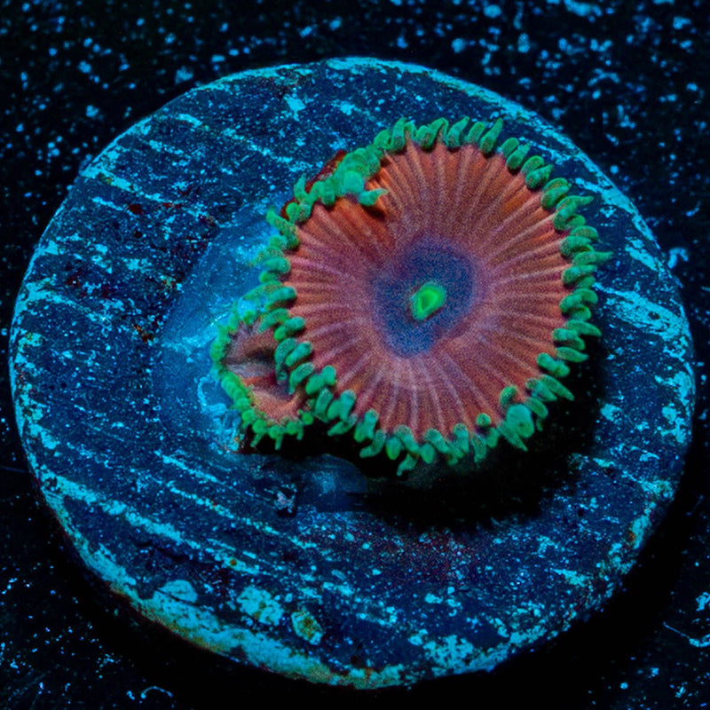 Purple Death Zoanthid