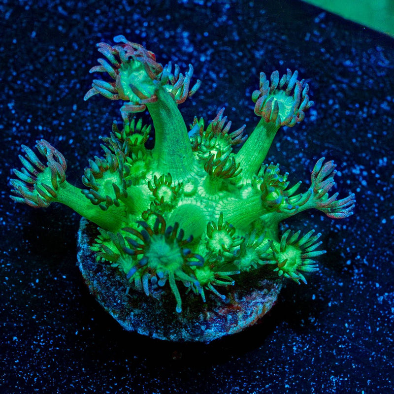 Bubble Toes Goniopora