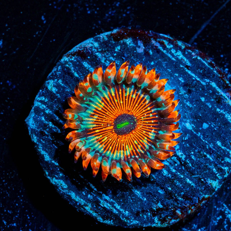Salted Agave Zoanthid