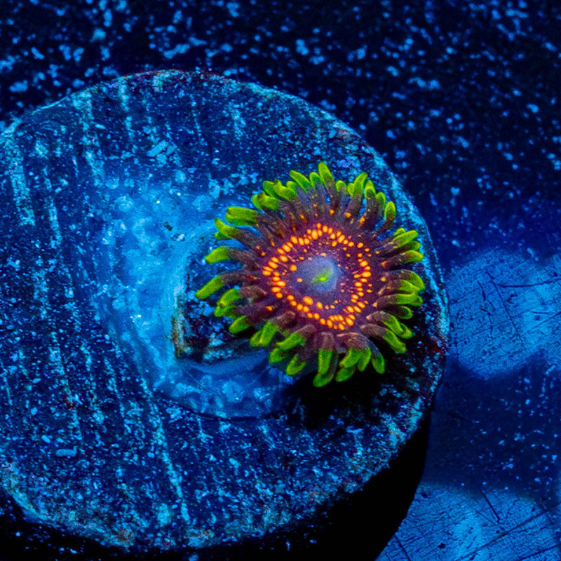 Psychosis Zoanthid