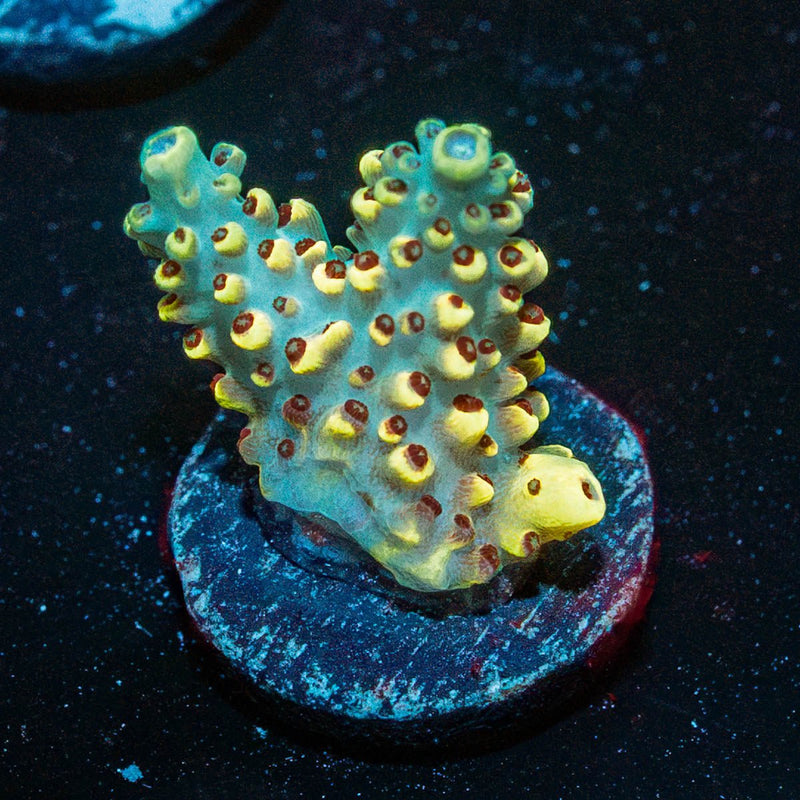 Pink Floyd Acropora