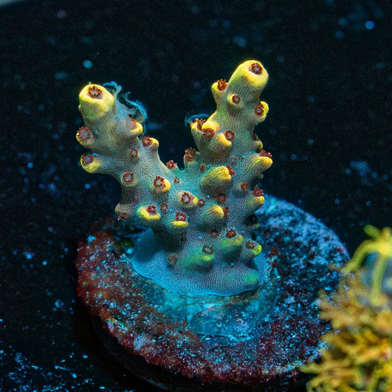 Pink Floyd Acropora