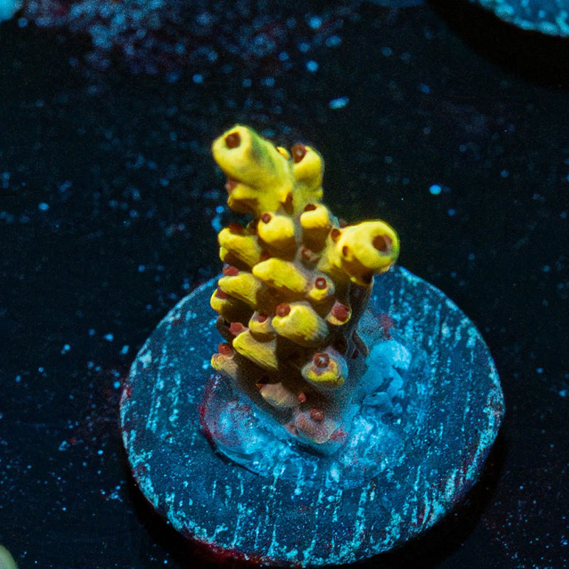 Pink Floyd Acropora