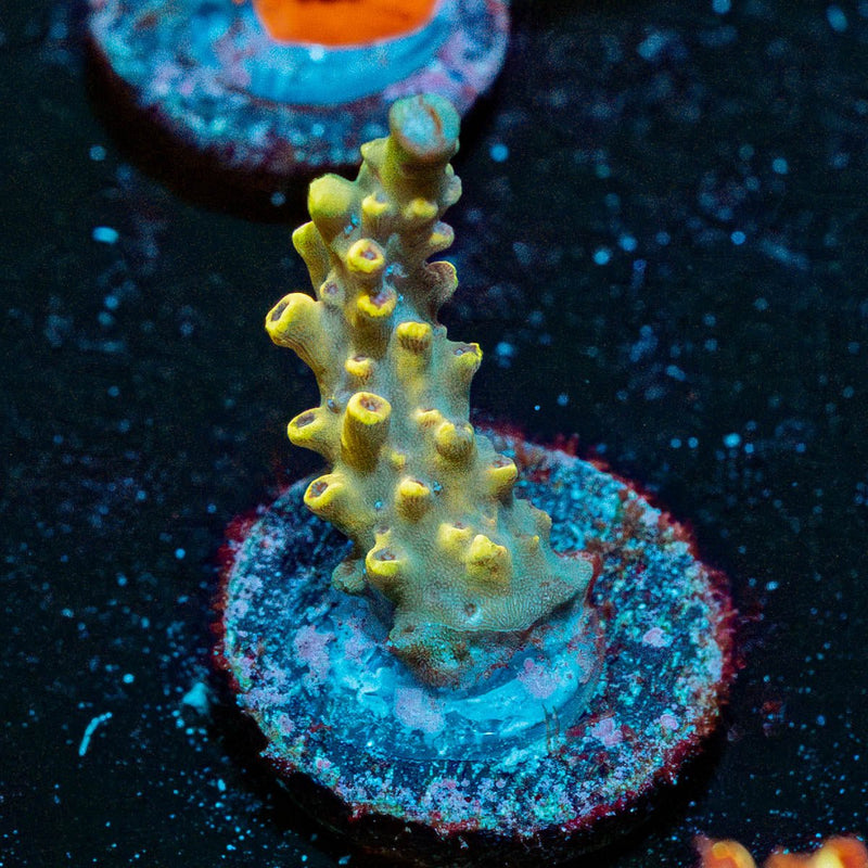 Pink Floyd Acropora