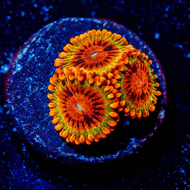 Speckled Kracks Zoanthid