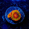 Speckled Kracks Zoanthid - riptide aquaculture llc