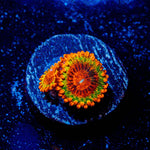 Speckled Kracks Zoanthid - riptide aquaculture llc