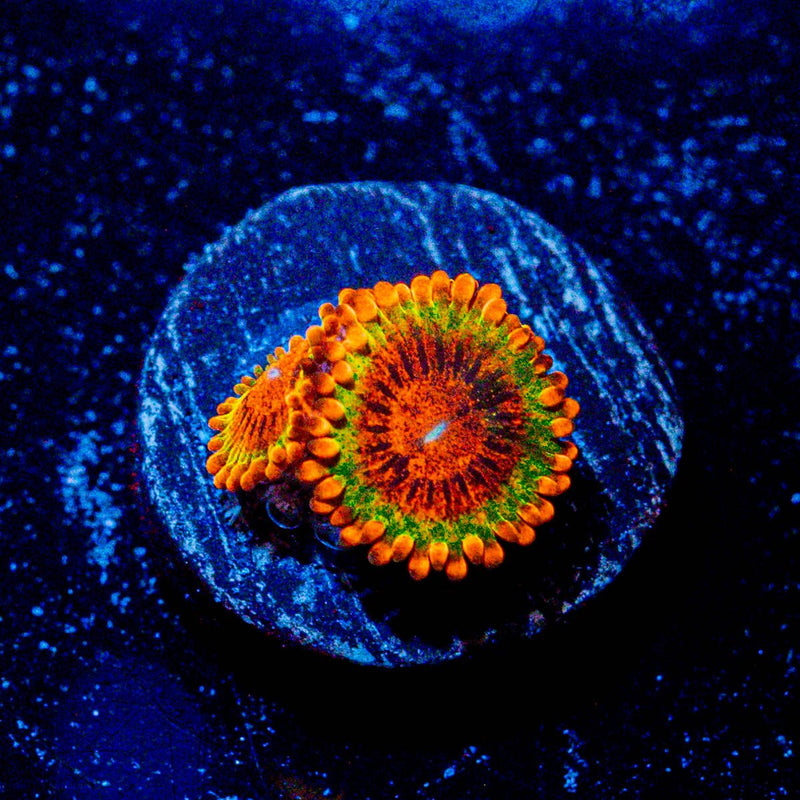 Speckled Kracks Zoanthid