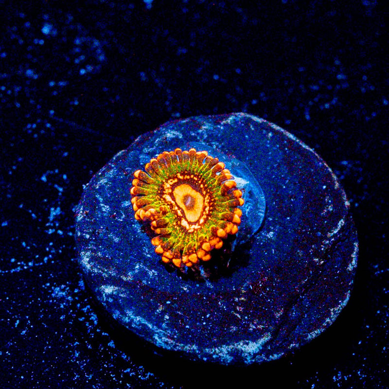 JF AZZ Krakatoa Zoanthid