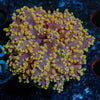 Peach Octospawn - riptide aquaculture llc
