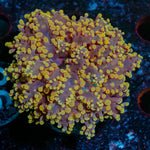 Peach Octospawn - riptide aquaculture llc