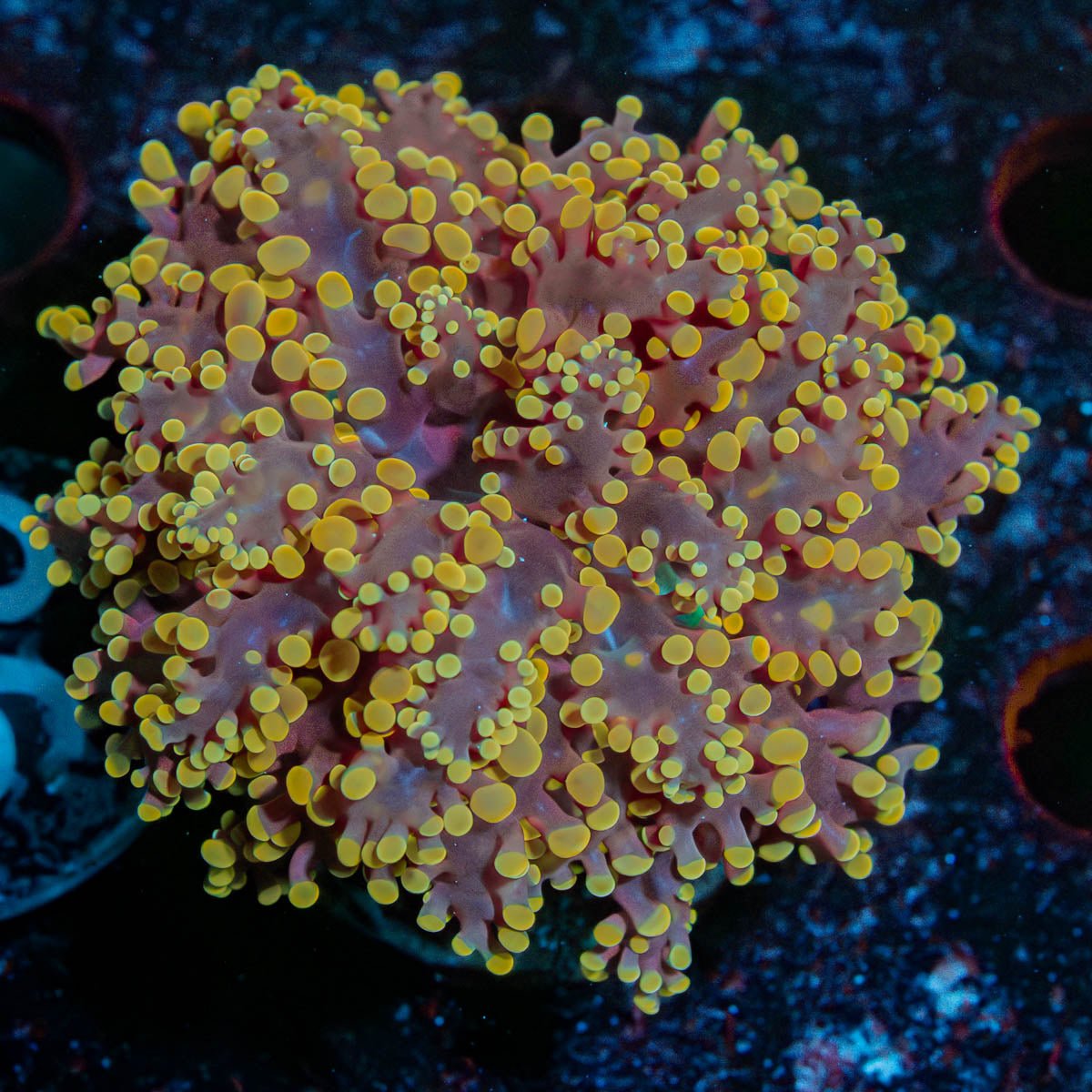 Peach Octospawn - riptide aquaculture llc