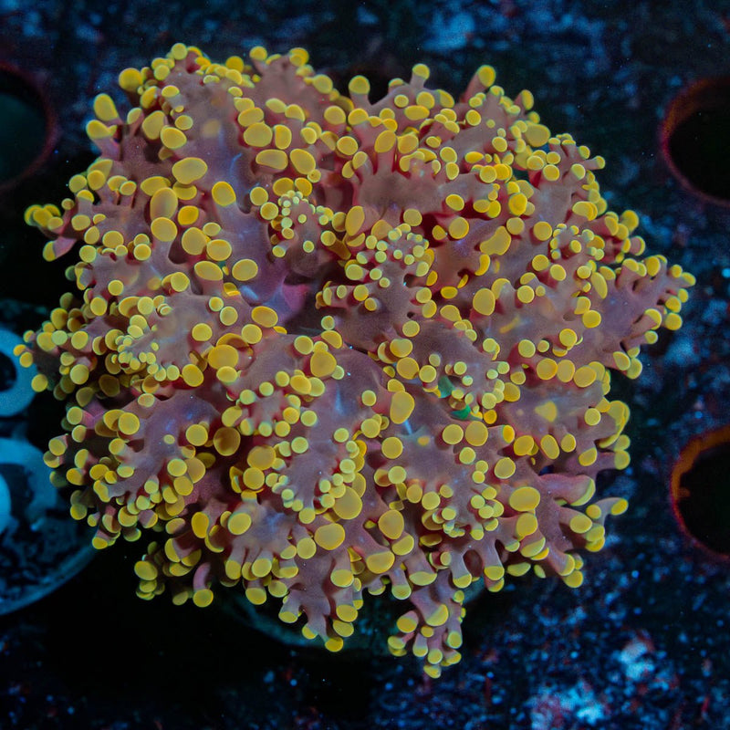 Peach Octospawn