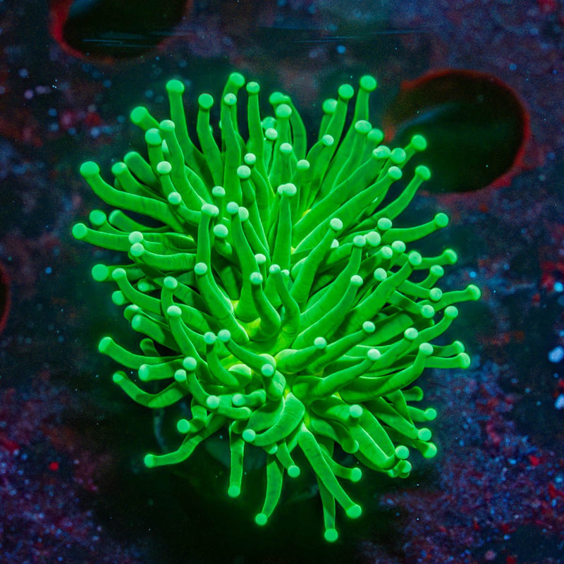 Green Torch
