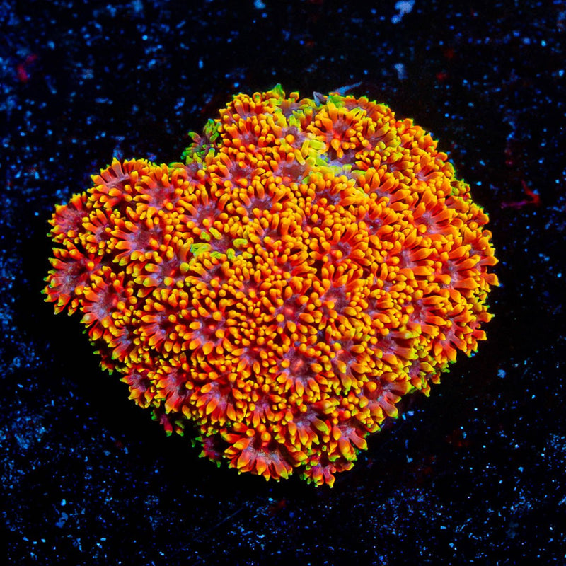 Rainbow Goniopora