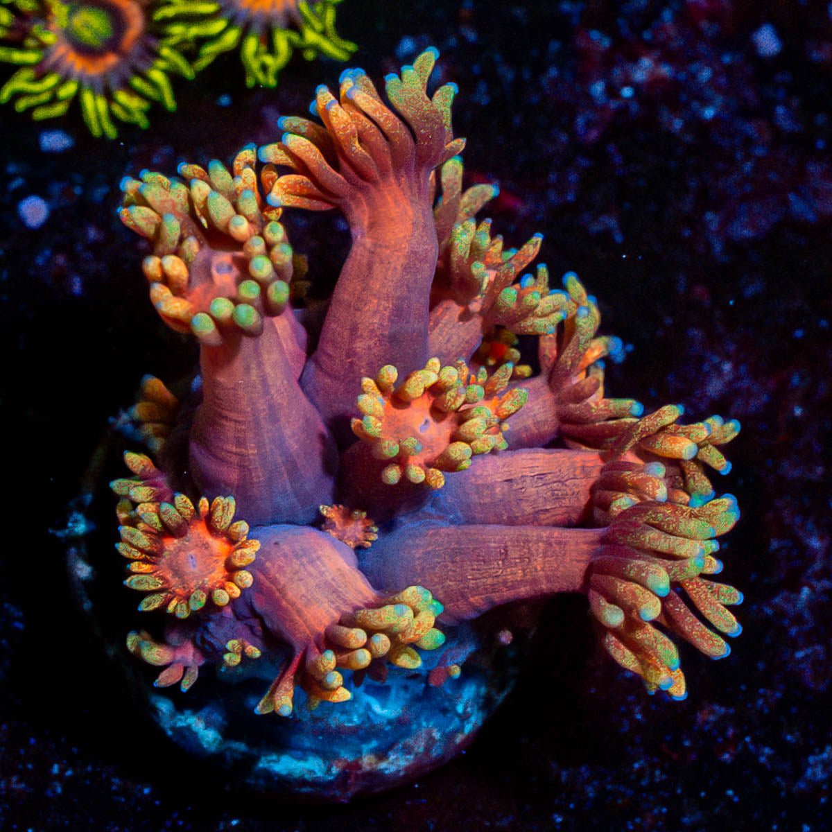 IronMan Goniopora - riptide aquaculture llc