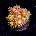 Encore Goniopora - riptide aquaculture llc