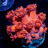 Red Bull Goniopora - riptide aquaculture llc