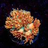 Loola Bunny Goniopora - riptide aquaculture llc