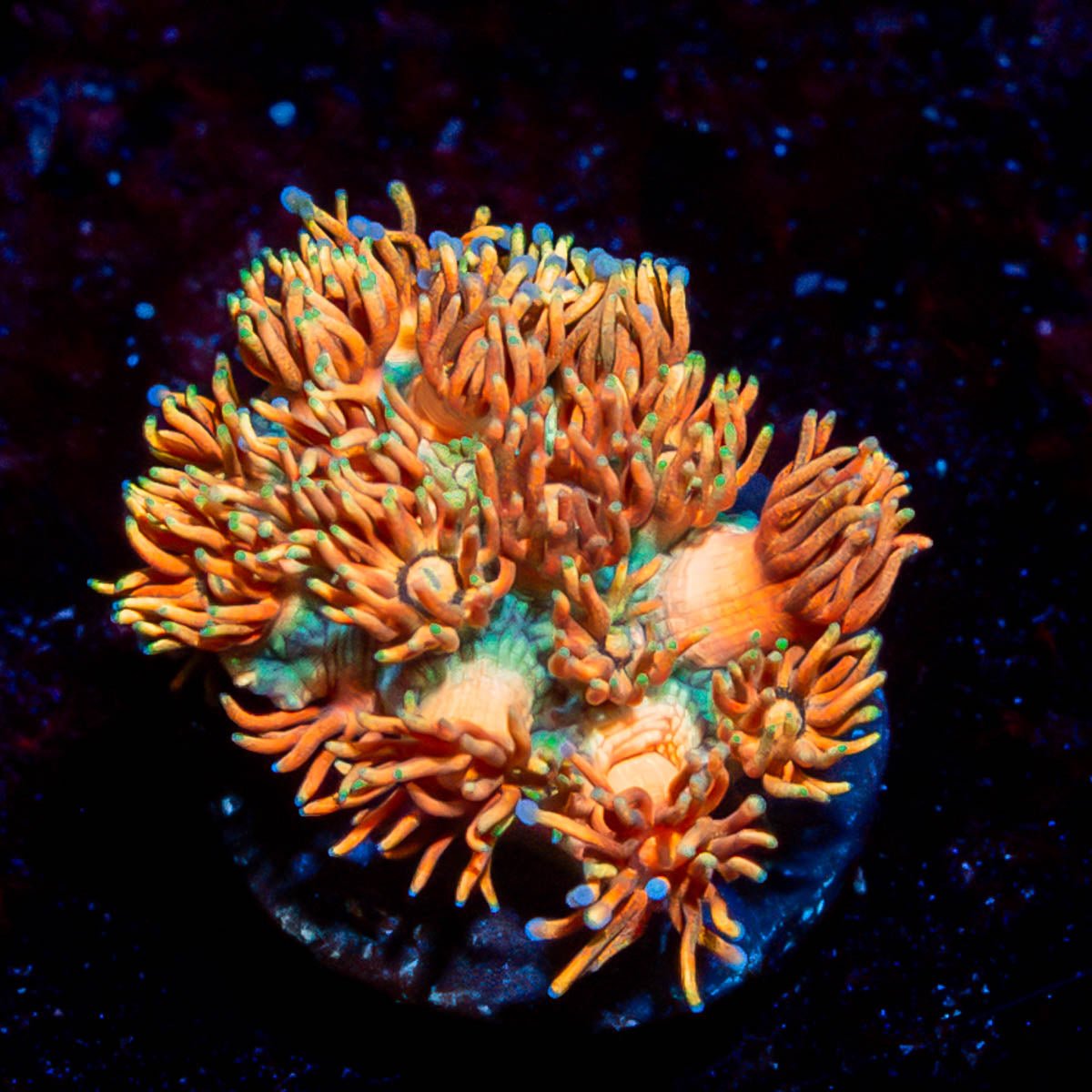 Loola Bunny Goniopora - riptide aquaculture llc