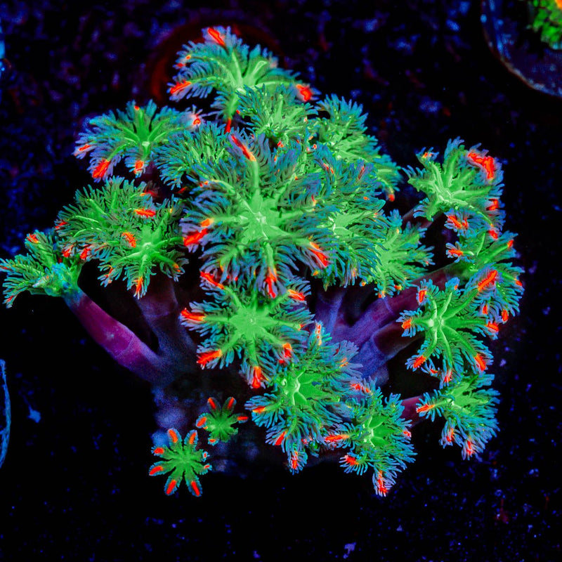 ARC FireWork Clove Polyps