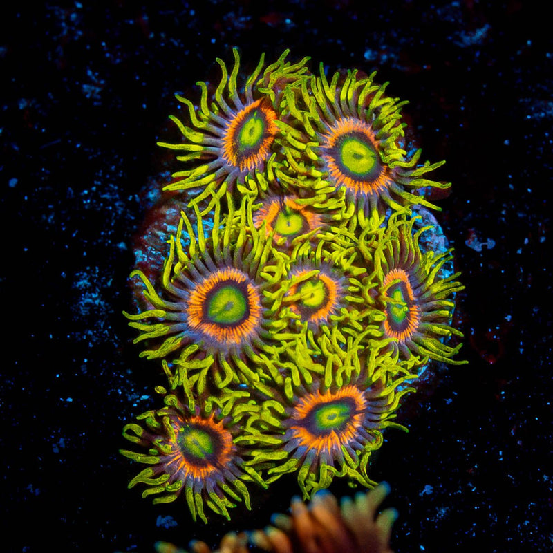 Kamikaze Zoanthid