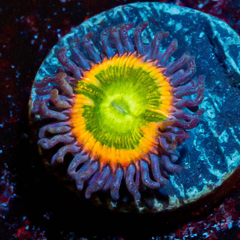 Funny D's Zoanthid