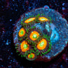 Tikis Zoanthid - riptide aquaculture llc