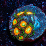 Tikis Zoanthid - riptide aquaculture llc