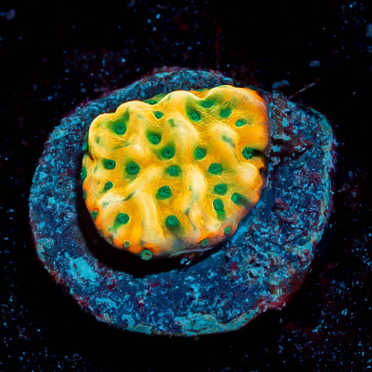 JF Alter Ego Monti - riptide aquaculture llc