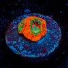 Heart Breaker Micromussa Acan - riptide aquaculture llc