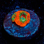 Heart Breaker Micromussa Acan - riptide aquaculture llc