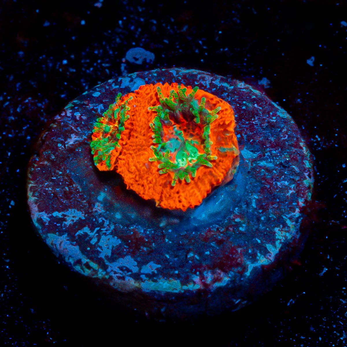 Heart Breaker Micromussa Acan - riptide aquaculture llc