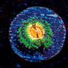 Bloodshot Zoanthid - riptide aquaculture llc