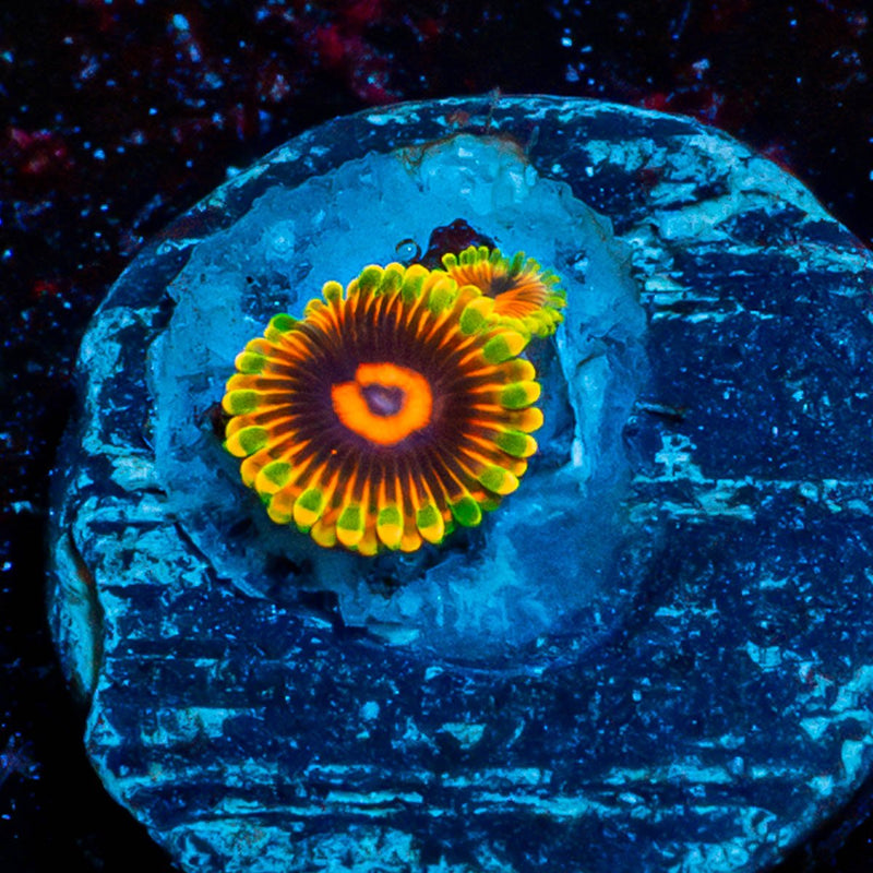 Jedi Mind Trick Zoanthid