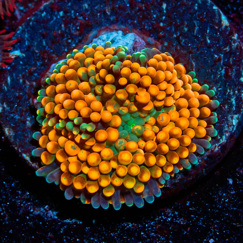 Orange Florida Ricordea