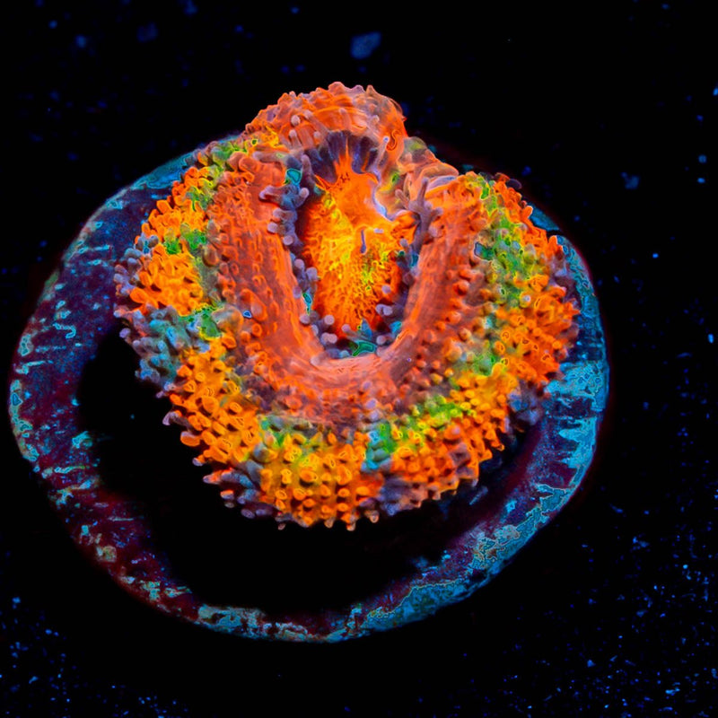 Circus Tent Rainbow Acan Micromussa