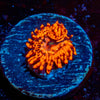 Utter Chaos Zoanthid - riptide aquaculture llc
