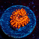 Utter Chaos Zoanthid - riptide aquaculture llc