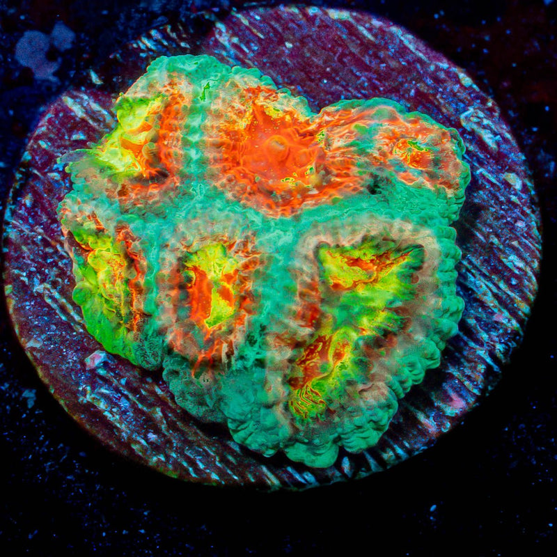 Ass fungus Favia