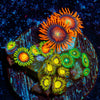 Combo Zoanthids - riptide aquaculture llc