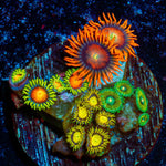 Combo Zoanthids - riptide aquaculture llc