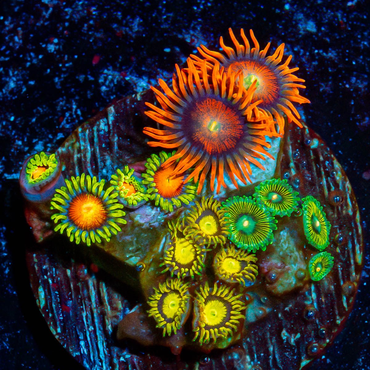 Combo Zoanthids - riptide aquaculture llc