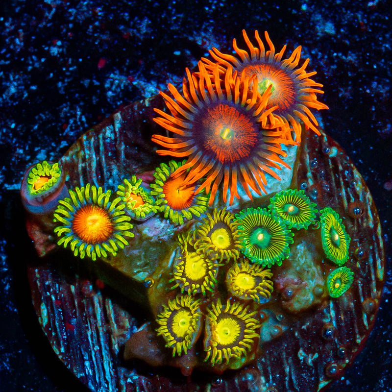 Combo Zoanthids