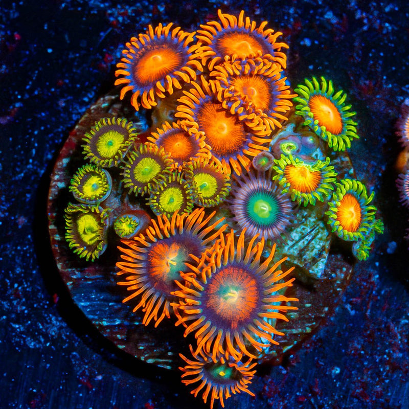 Combo Zoanthids